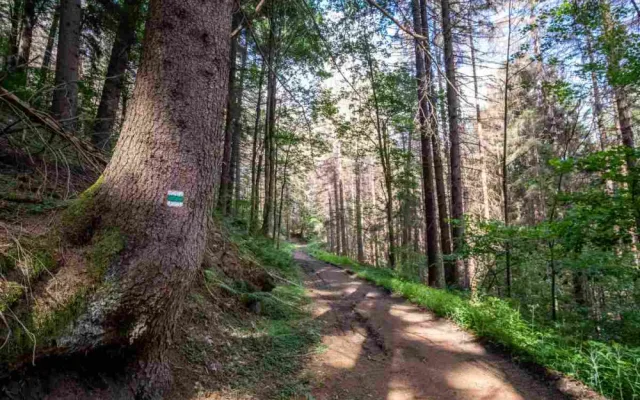 Kvůli stovkám nebezpečných a suchých stromů uzavřel národní park Šumava část trasy k Předním Paštím