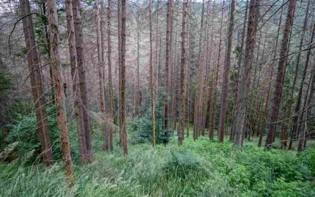 Kvůli stovkám nebezpečných a suchých stromů uzavřel národní park Šumava část trasy k Předním Paštím