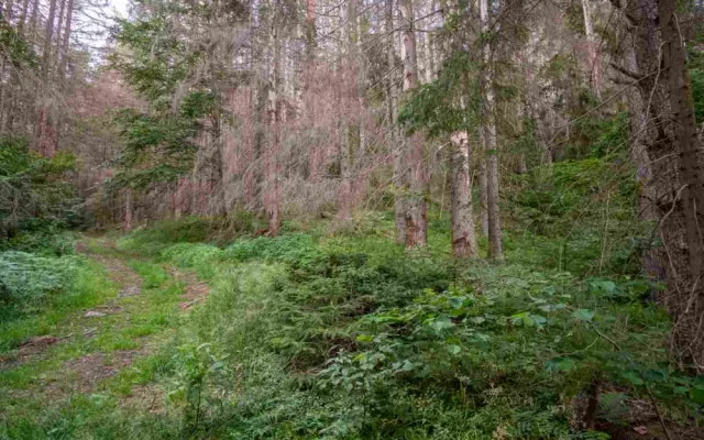 Kvůli stovkám nebezpečných a suchých stromů uzavřel národní park Šumava část trasy k Předním Paštím