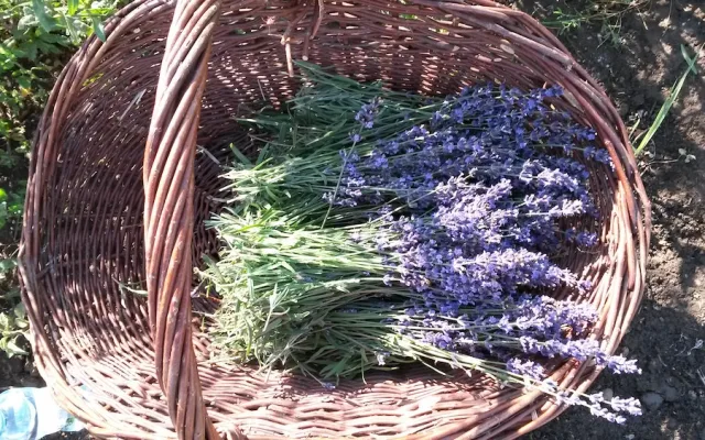 České Provence. Blahodárné účinky levandulí poznávají tisíce návštěvníků areálu kousek za Prahou