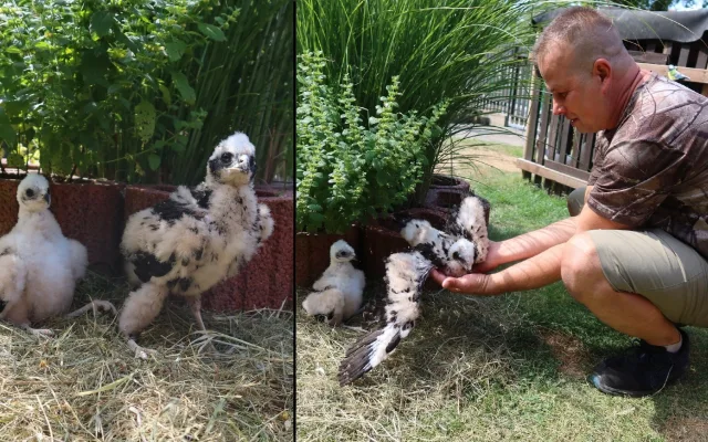 Pomotaní motáci pořádně zamotali hlavy expertům ze záchranné stanice