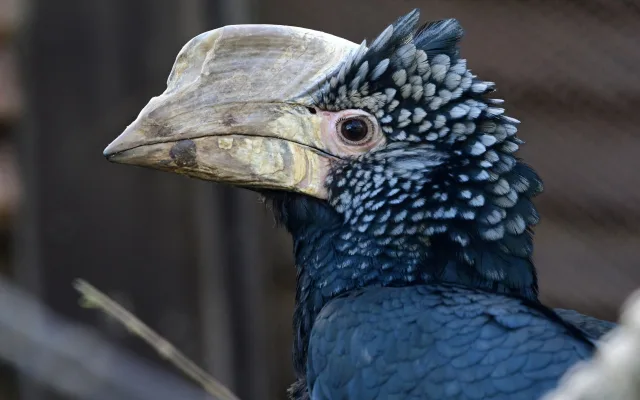Úspěch v olomoucké zoo. Po osmi letech se narodila mláďata zoborožce šedolícího