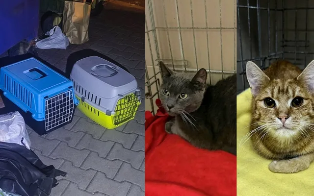 Lidé se zbavují nechtěných koťat jako smetí. Vyhodí je v přepravce u popelnic