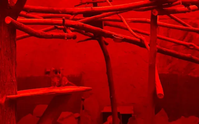 Malí primáti s obrovskými kukadly. Brněnské komby mají dvě mláďata