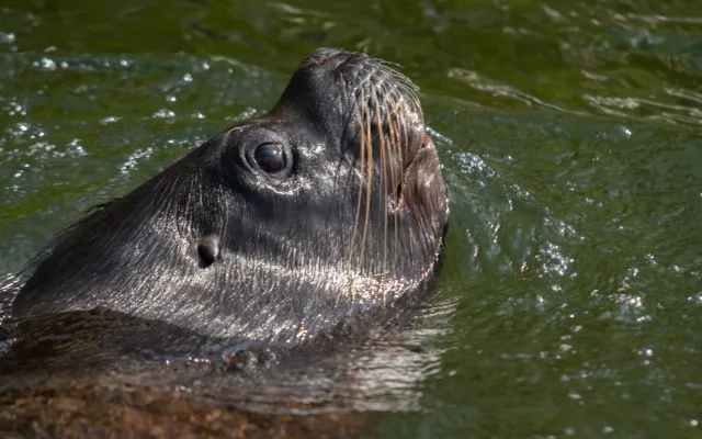 Smutek v liberecké zoo. Uhynul lachtan Hugo, snědl hlavu dětské panenky