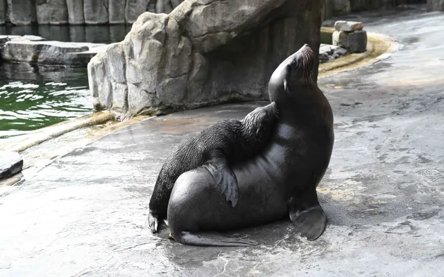 Malý lachtan míří v pražské zoo do velkého bazénu. Brzy poznáme jeho jméno