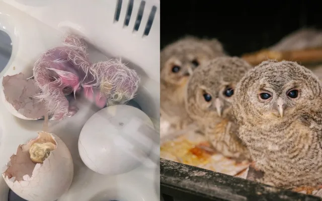 V pokáceném stromě našli vajíčka, vypiplané sovičky teď zachránci vypustili do světa