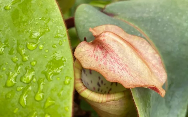 Kriticky ohroženou láčkovku uvidí lidé. Botanická zahrada ji přesunula do expozice