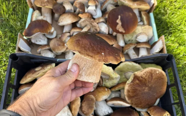 Nadšení houbaři teď nosí z lesů nádherné úlovky. Převažují hřiby