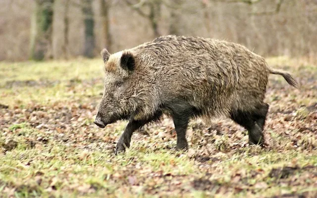 Na jihu Čech je nejvíc zvěře za deset let. Přibyli hlavně divočáci
