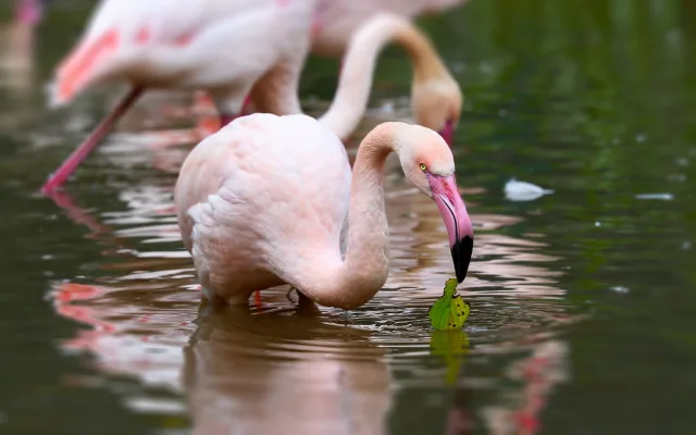Plzeňská zoo rozdává radost už celé jedno století. Dnes chová 7000 zvířat