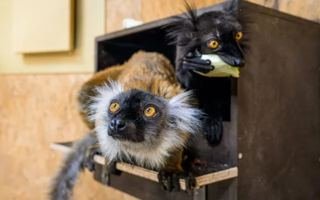 Vykulené jantarové oči a dlouhé chvosty. V pražské zoo žijí staronové poloopice