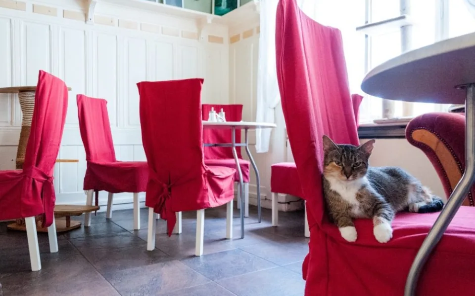 Kočkafé Freya