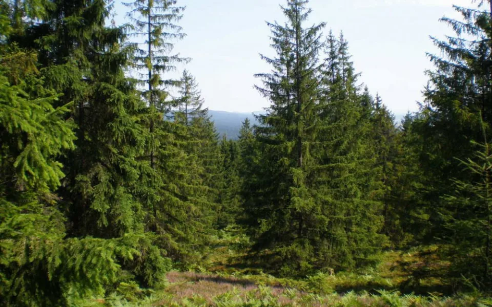 Ilustrační foto, foto: wikipedie.com