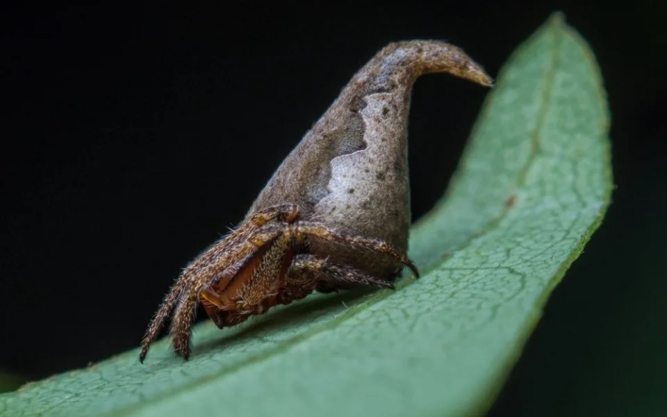 Eriovixia gryffindori