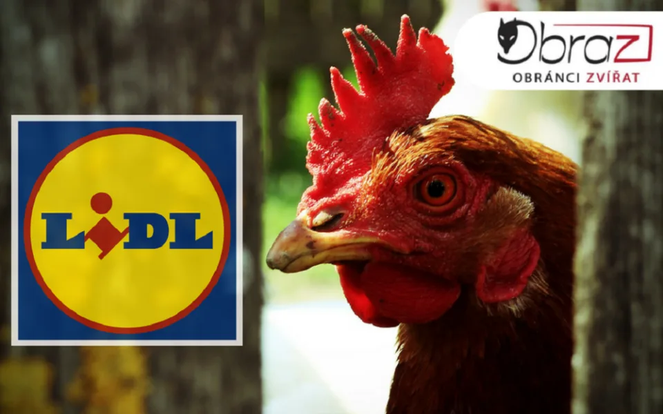 Lidl se po drsné reportáži České televize rozhodl skoncovat s prodejem vajec z klecových chovů.