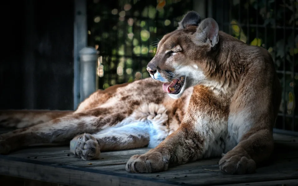 ilustrační foto, puma