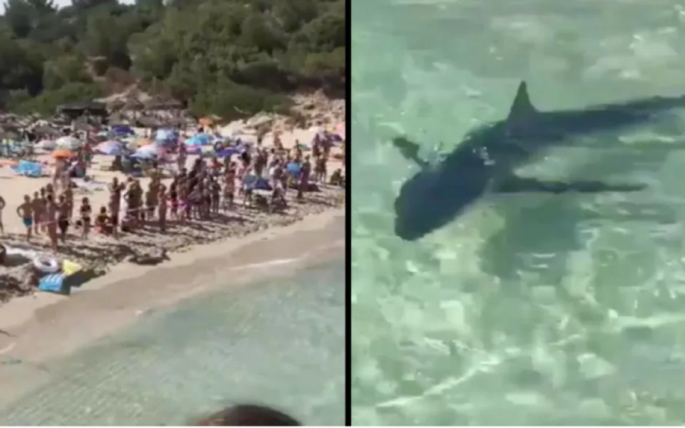 Žralok vyděsil turisty na pláži na Mallorce. Zmatené zvíře museli nechat utratit.