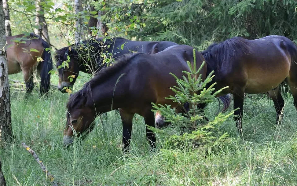  Divocí koně v hradecké lokalitě Na Plachtě poprvé vstupují do lesa.
