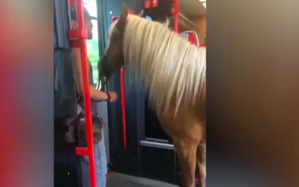 Pasažér nastoupil do rakouského vlaku i s koněm, byli vykázáni.