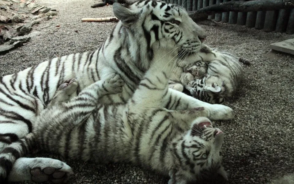 Bílí tygři v liberecké zoo.