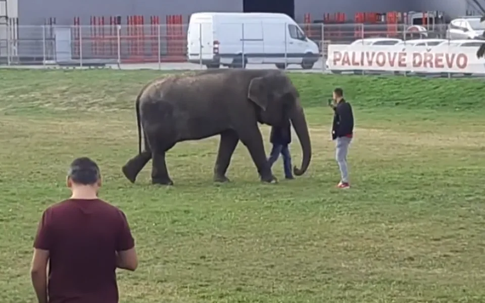 Po Komárově v Brně se potuloval slon, utekl z cirkusu.