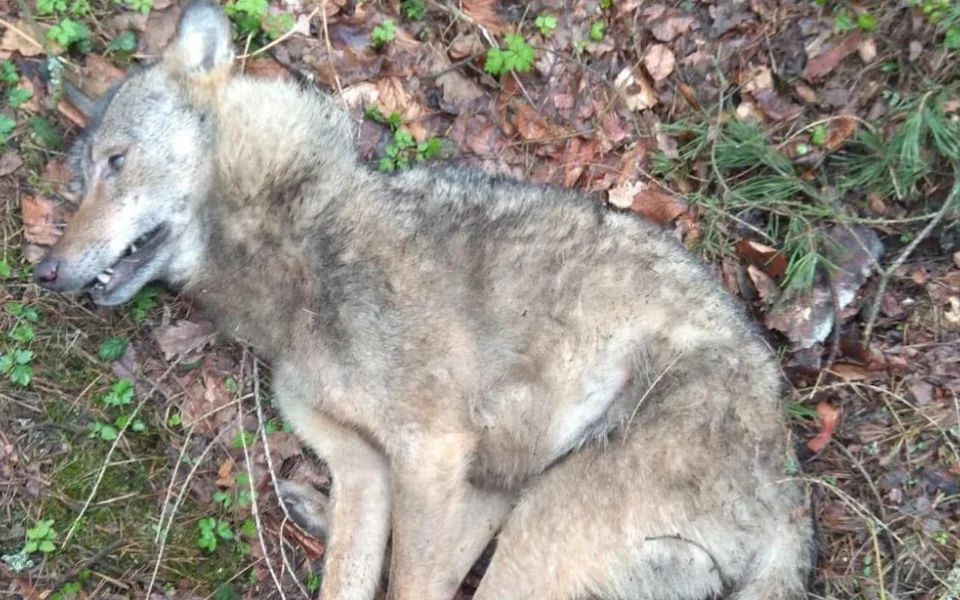 Řidič u Ralska srazil vlka. Zvíře nepřežilo, skončí jako exponát v muzeu.