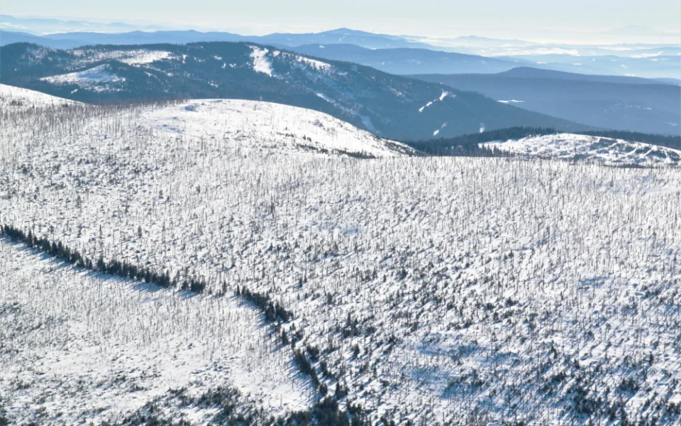 Šumava po zasažení kůrovcem.