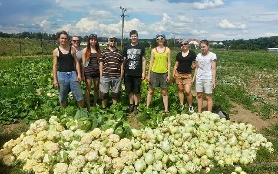 I ošklivá zelenina má šanci! Paběrkování po brněnsku zachrání ročně tuny přebytečných plodin.