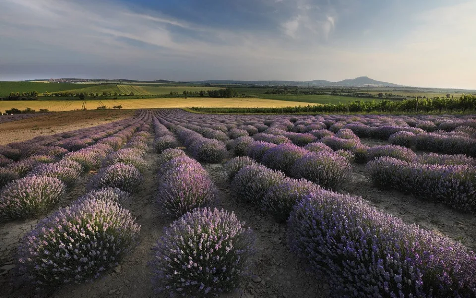 Levandulová farma ve Starovičkách.