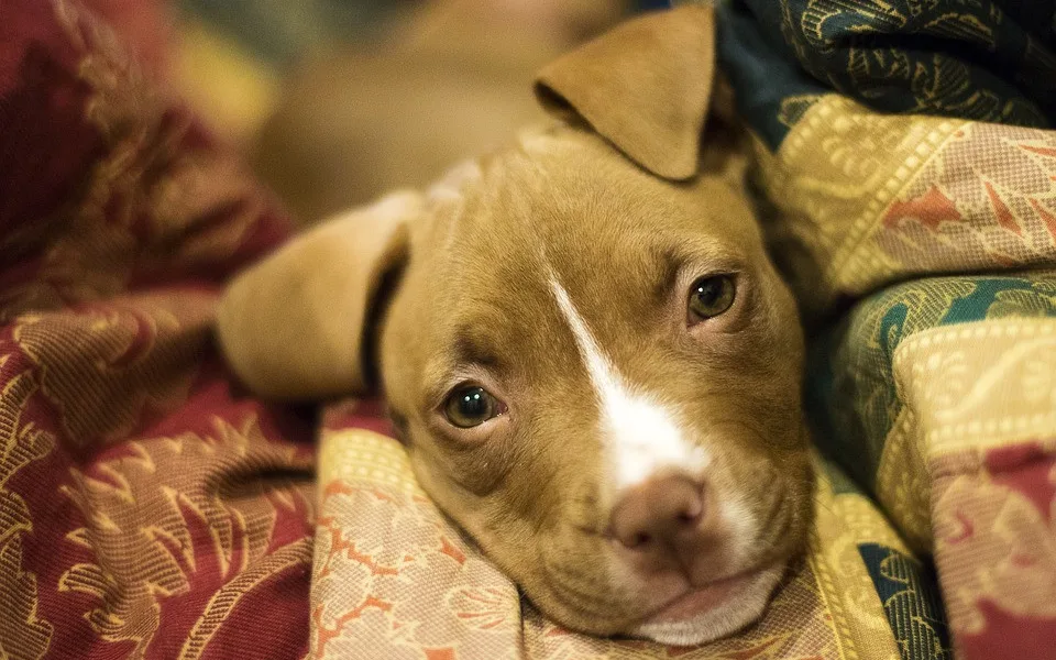size4-15766904664407-103-1000x1000-1522239122-puppy-3091617-960-720