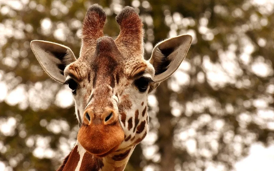 Zvířata v pražské zoo si začala užívat dárky od návštěvníků