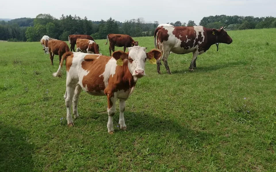 Farma Kozí Hrádek přišla o ocenění. Jde o pomstu, tvrdí farmář