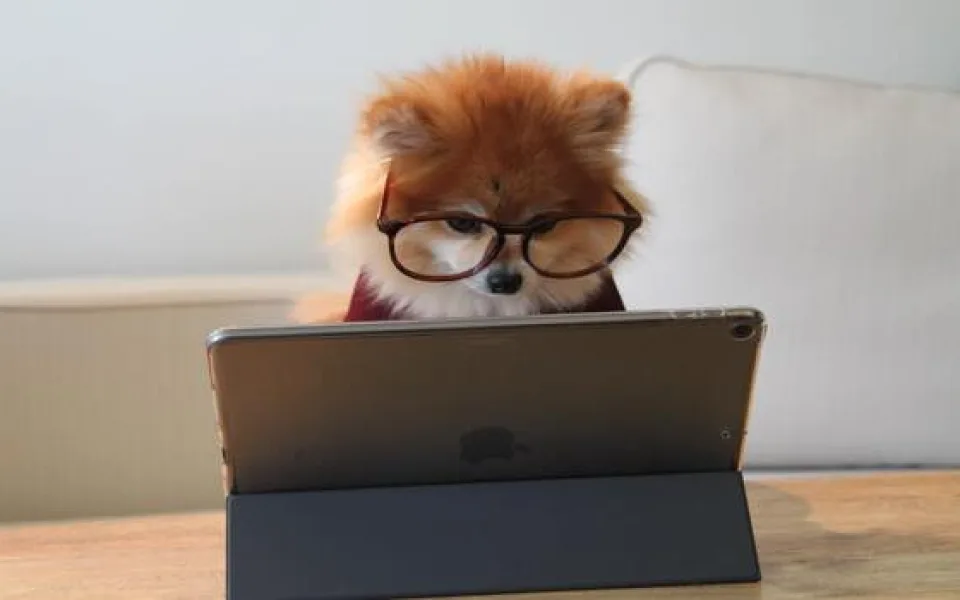 rsz_cookie-the-pom-gysmaocsdqs-unsplash-2
