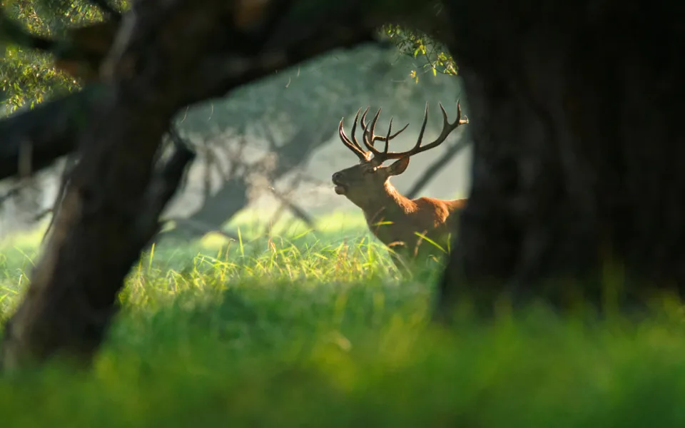 Copyright (c) 2019 goran_safarek/Shutterstock.  No use without permission.