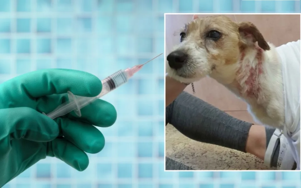 Student medicíny způsobil svému psovi nesmírné utrpění a tvrdí, že ho jen léčil.