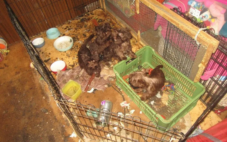 Veterináři odebrali desítky jorkšírských teriérů. Žili ve výkalech, v chovu byli i mrtví psi.