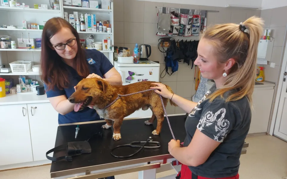 Brněnský útulek přivítal první psy z Ukrajiny. Čtveřici nabídne k adopci.