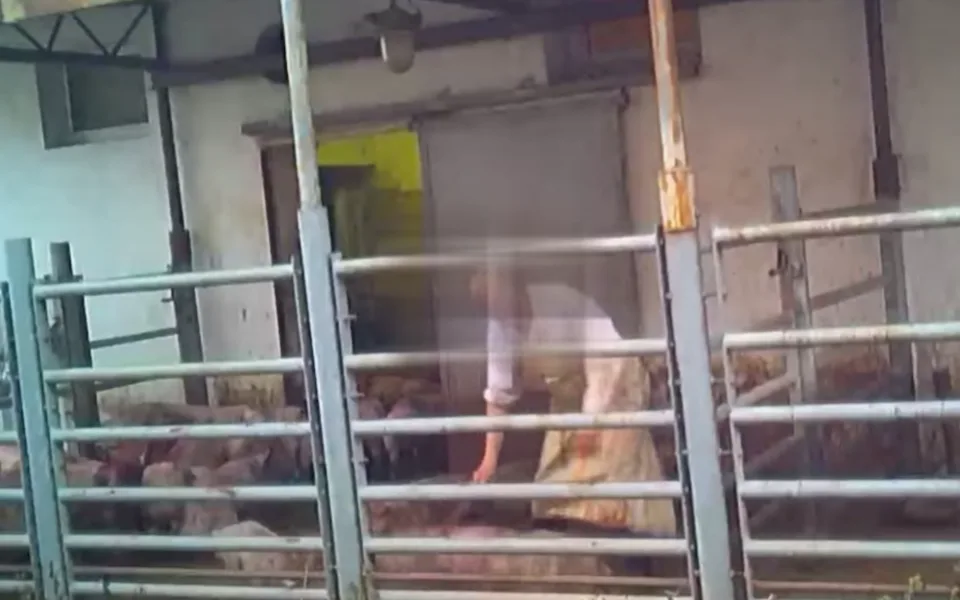 Aktivisté ukázali drsné video z jihomoravských jatek. Tahají prasata za uši a bijí je, zlobí se.