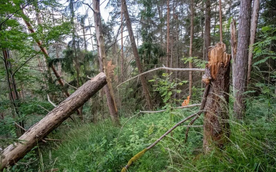 Kvůli stovkám nebezpečných a suchých stromů uzavřel národní park Šumava část trasy k Předním Paštím.