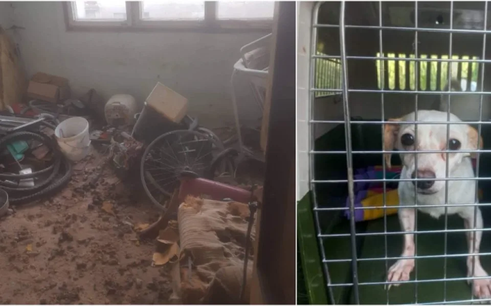 V otřesných podmínkách živořily desítky psů, díky spolkům na ochranu zvířat mají naději na normální život.