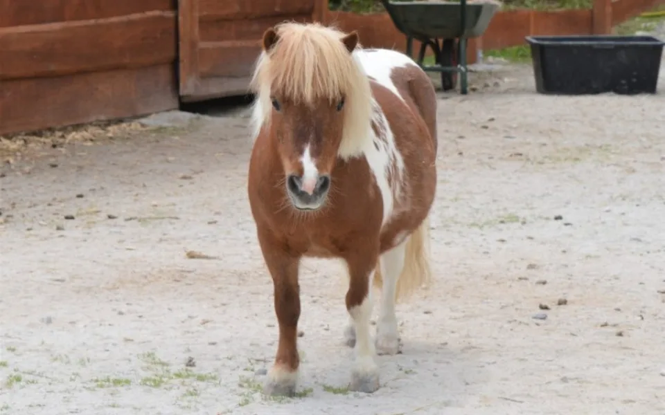 Omluvy za způsobení trýznivé smrti poníka se farmapark od návštěvníka nedočkal, už padlo trestní oznámení.
