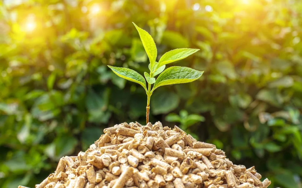 closeup-shot-green-seedling-pile-wood-pellets (kopie)