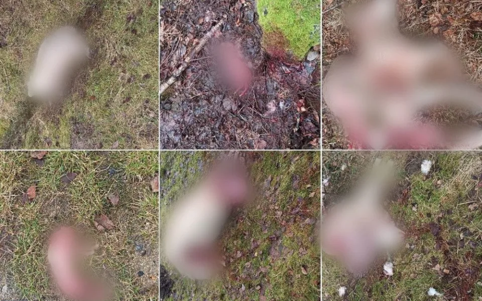 Vlci u Volar roztrhali ovce a berana. Lidé se bát nemusí, uklidňuje národní park Šumava