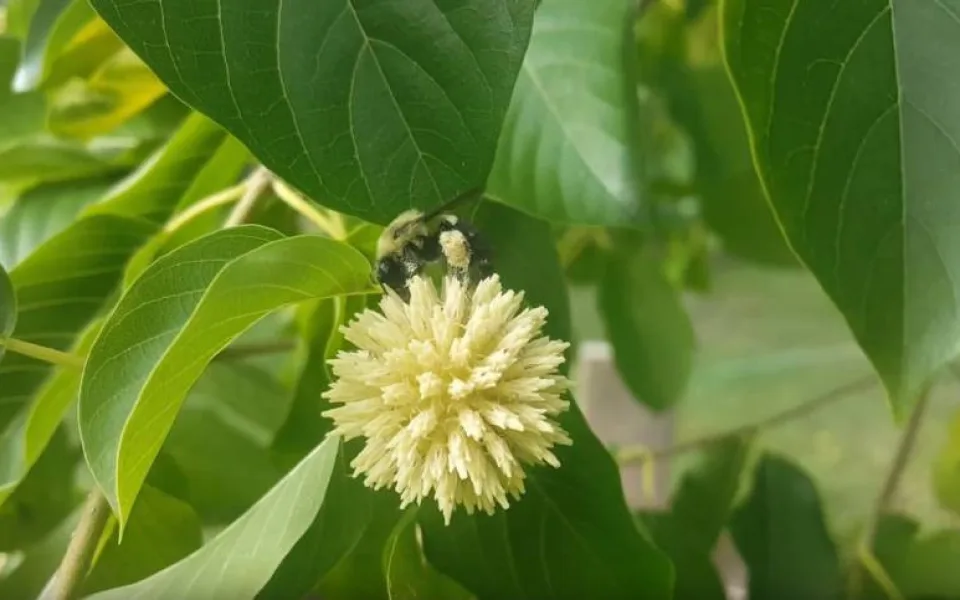 Opioidní kratom zůstane dětem dostupný