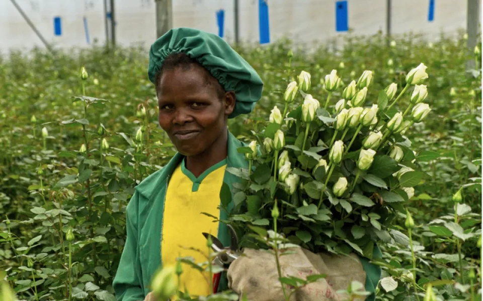 Africké fairtradové růže mají nižší dopady na životní prostředí než ty z evropských skleníků