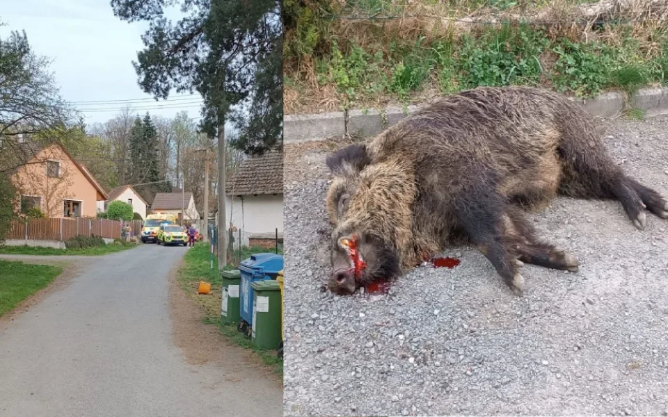 Divočák zaútočil na muže, který ho chodil krmit. Prase napadenému způsobilo těžké zranění a uteklo do města