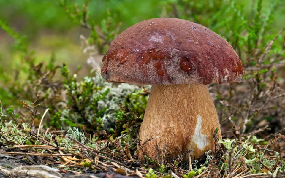 size4-1536884775209-2-boletus-pinophiluis-vp-18-22