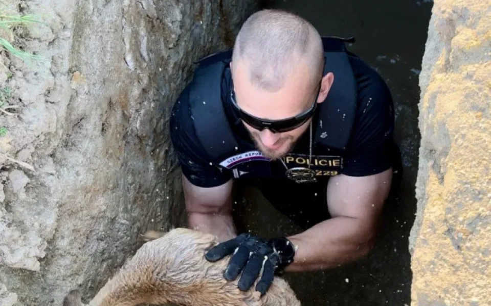 Srnčí mládě uvázlo v jámě po kopáčích vltavínů, ven se dostalo až s pomocí policistů