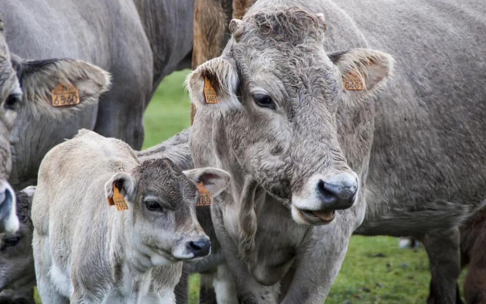 Veganští aktivisté zveřejnili drastické záběry z kravínů na Vysočině. Zaměstnanci na záběrech zvířata týrají